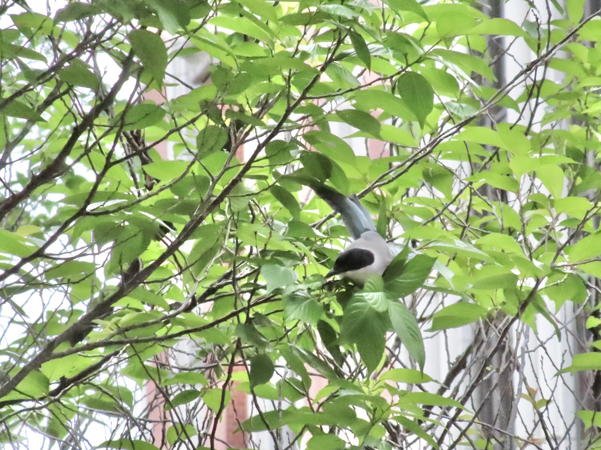 Azure-winged Magpie - Megumi Yoshio