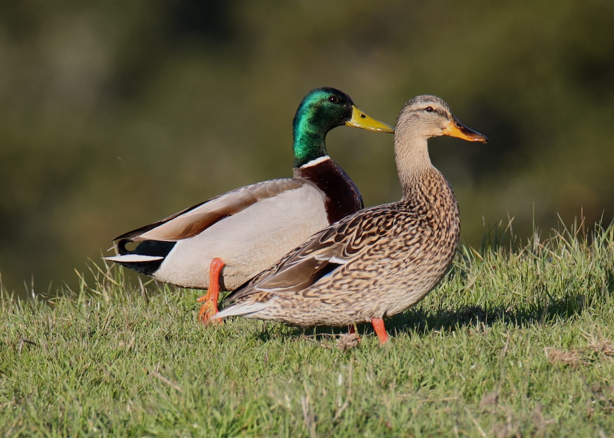 Mallard - Linda Dalton