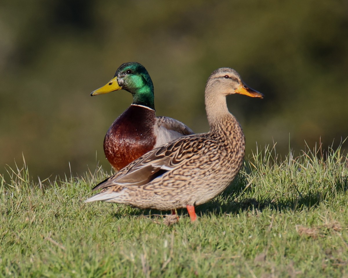 Mallard - Linda Dalton