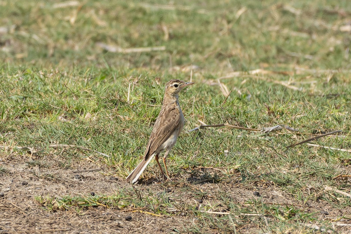 Paddyfield Pipit - ML619281673