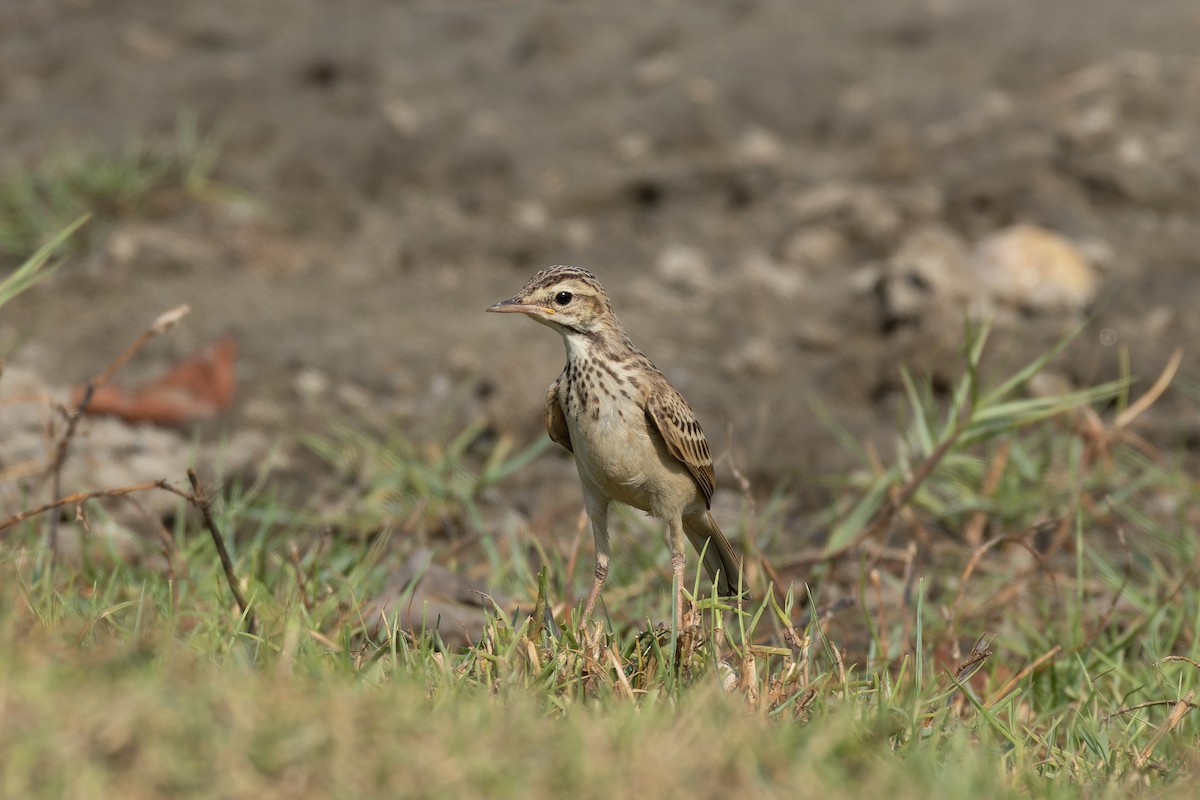 Paddyfield Pipit - ML619281675