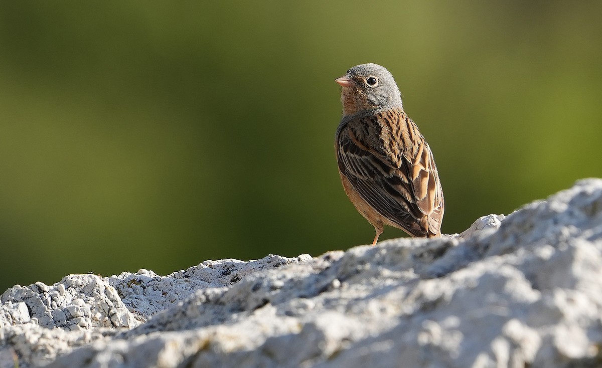 Cretzschmar's Bunting - ML619281682