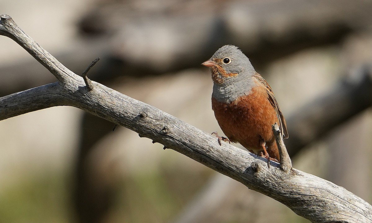 Cretzschmar's Bunting - Guillermo Rodríguez