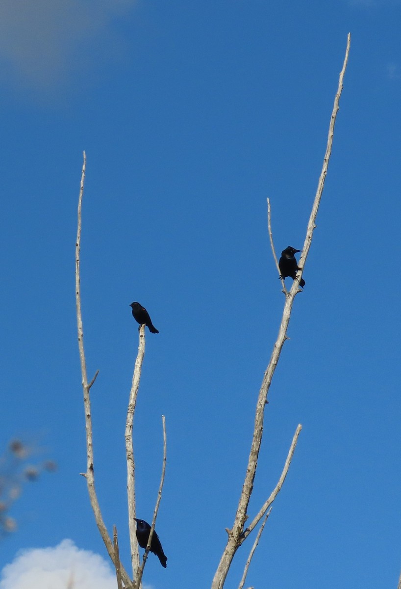 Common Grackle - Fran Kerbs