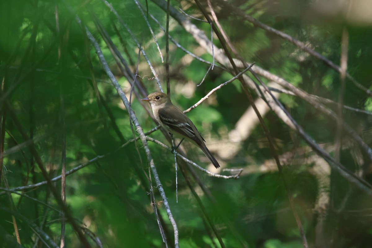 Alder Flycatcher - Justin Halls