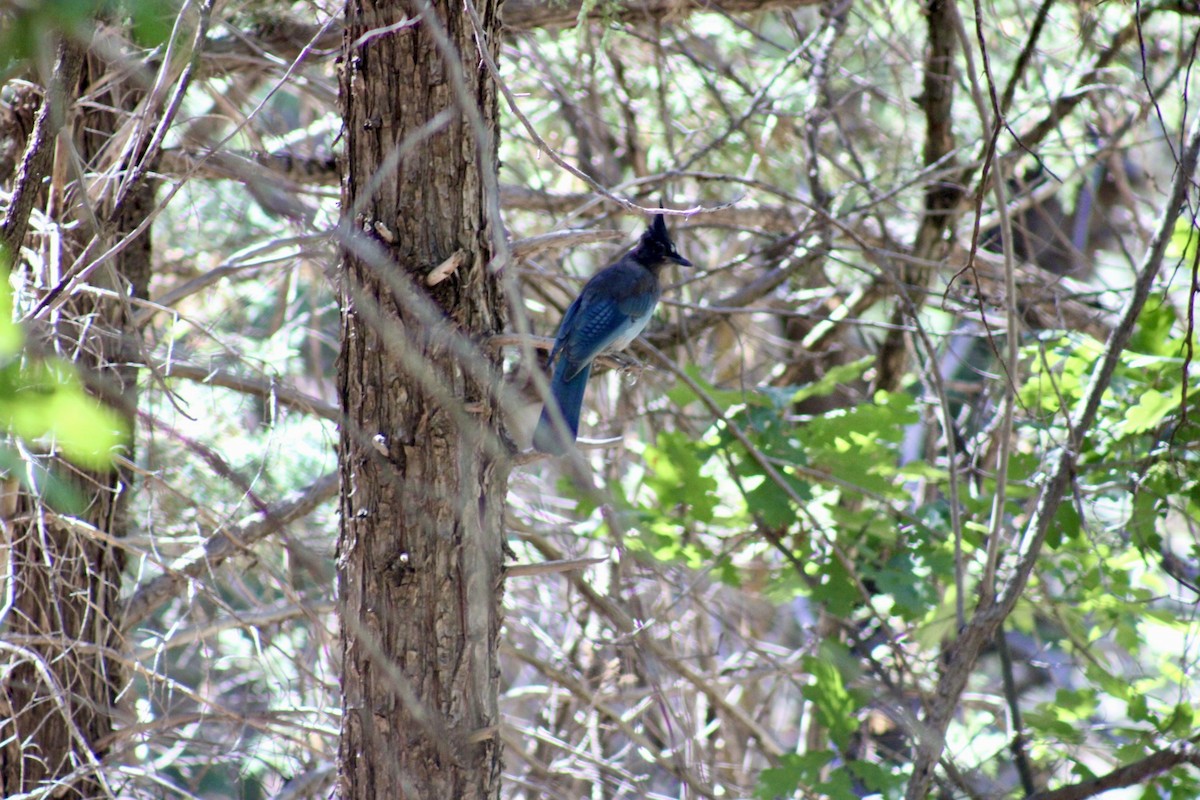 Steller's Jay - DAndra Padilla