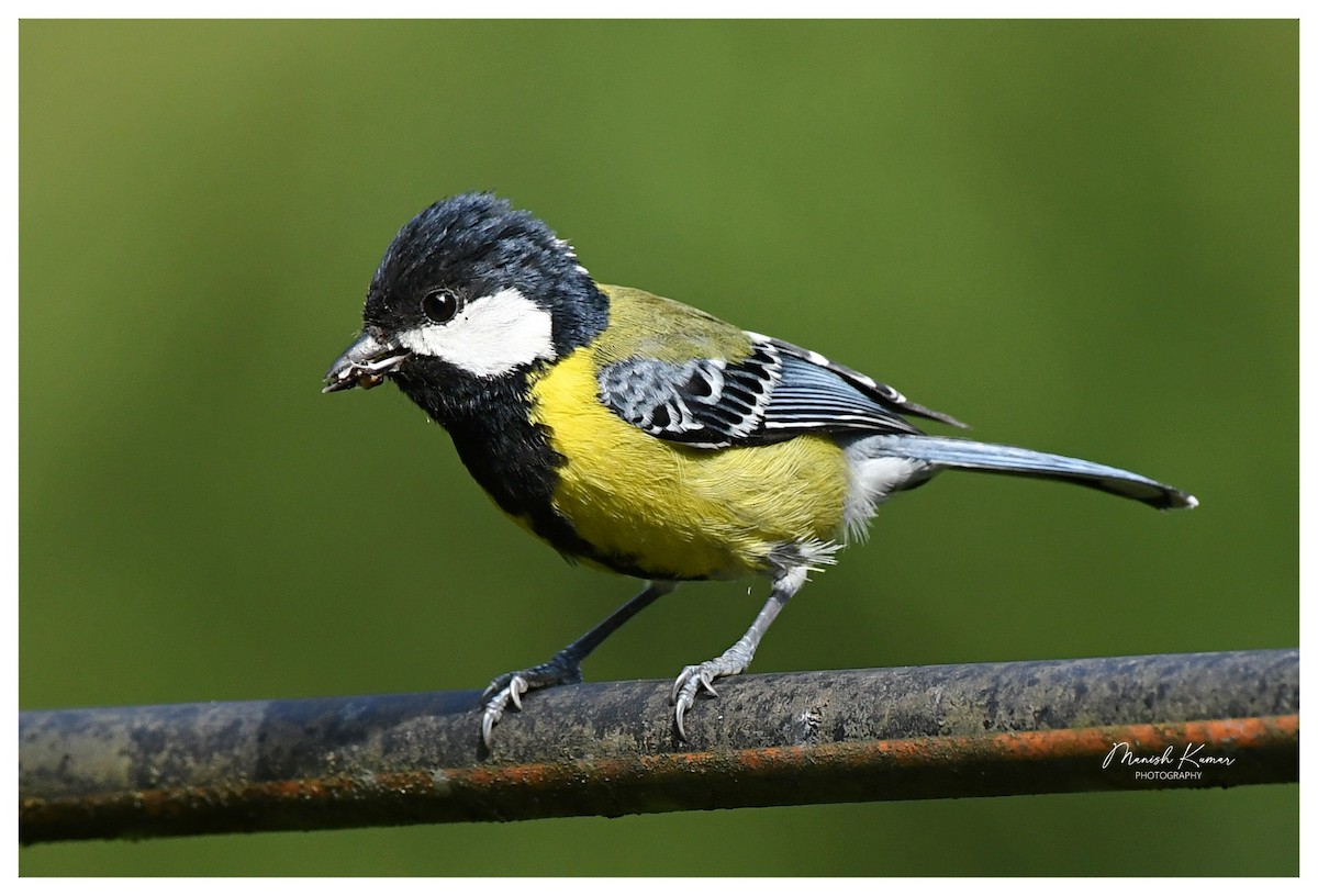 Green-backed Tit - ML619281716