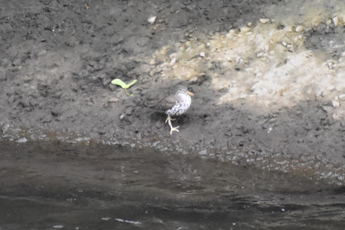 Spotted Sandpiper - Lucy Oakes