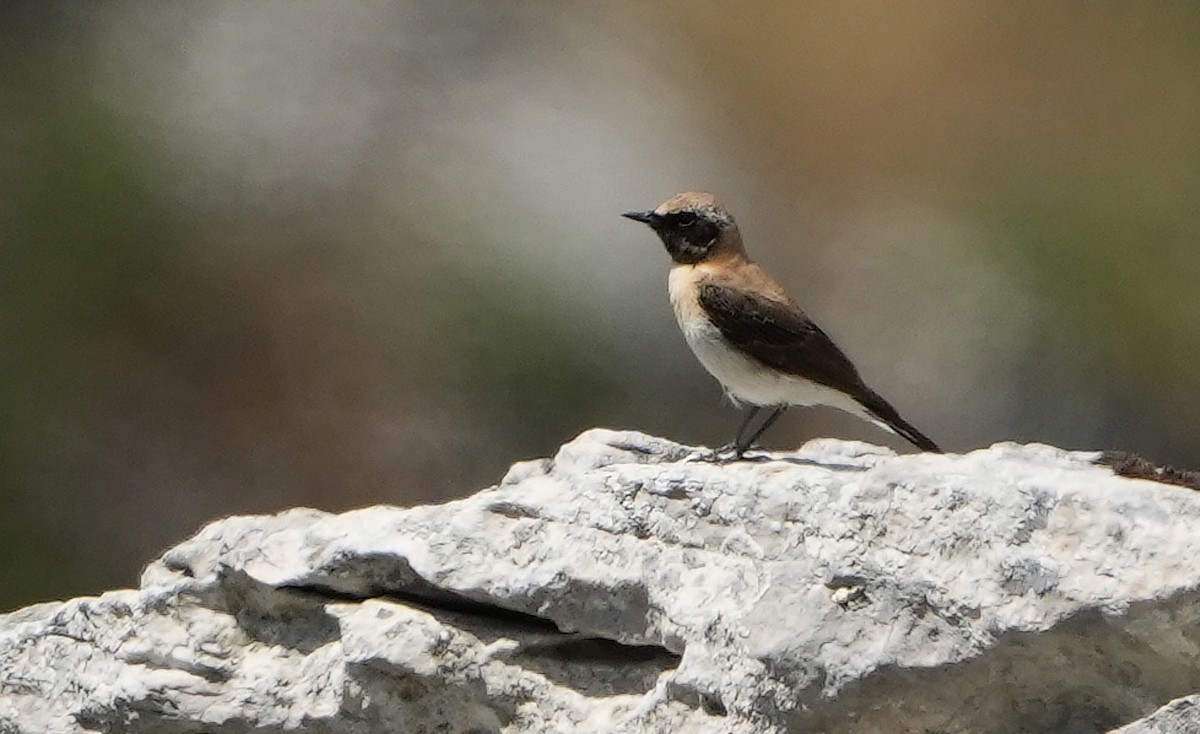 Eastern Black-eared Wheatear - Guillermo Rodríguez