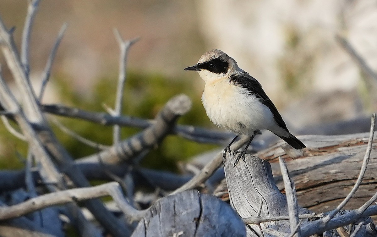 Eastern Black-eared Wheatear - Guillermo Rodríguez