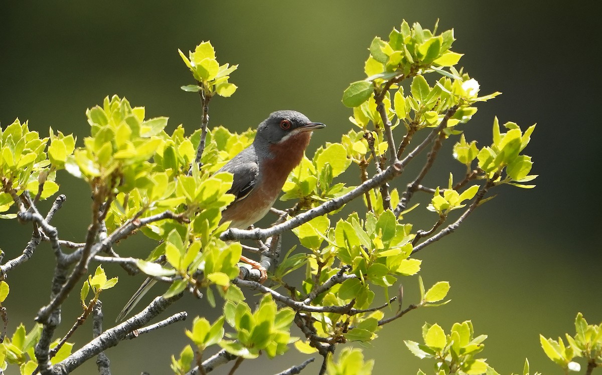 Eastern Subalpine Warbler - Guillermo Rodríguez