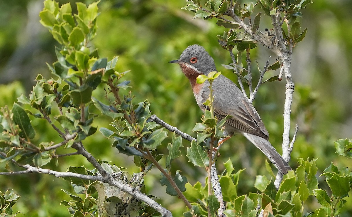 Eastern Subalpine Warbler - Guillermo Rodríguez