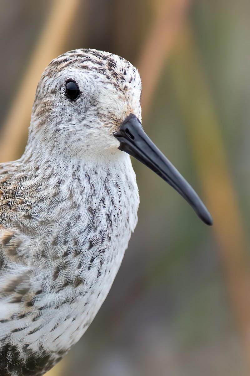 Dunlin - ML619281739