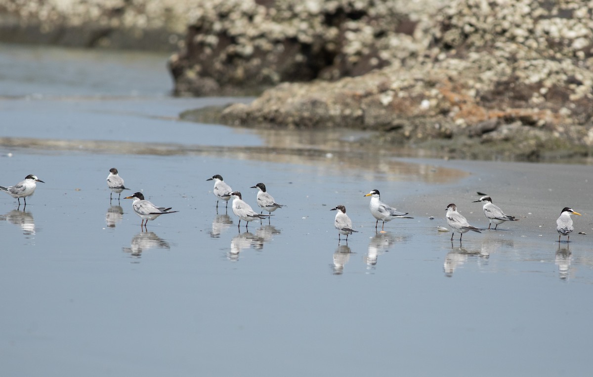 Little Tern - ML619281740