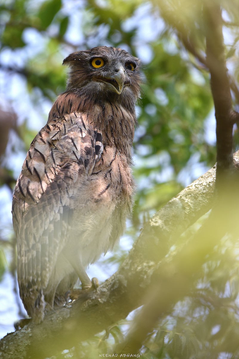 Brown Fish-Owl - Neenad Abhang