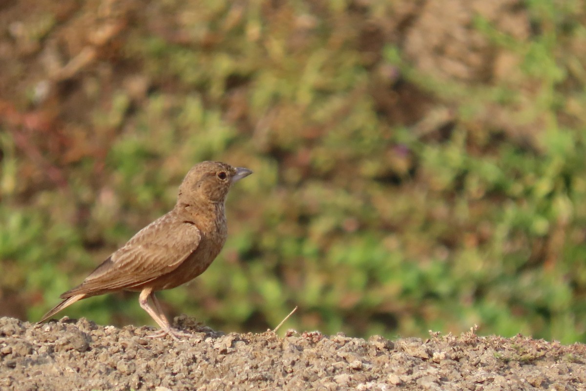 Rufous-tailed Lark - Chitra Ingole