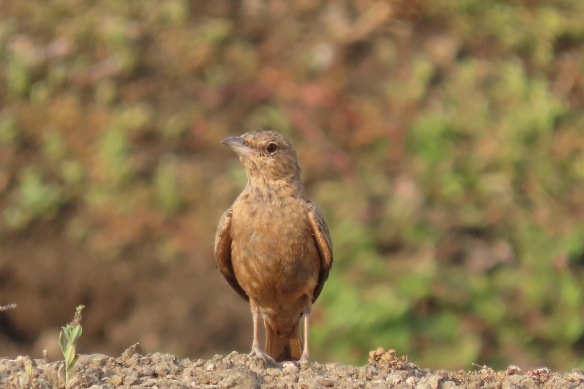 Rufous-tailed Lark - Chitra Ingole