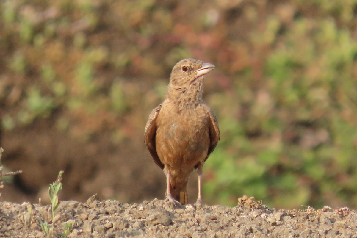 Rufous-tailed Lark - Chitra Ingole