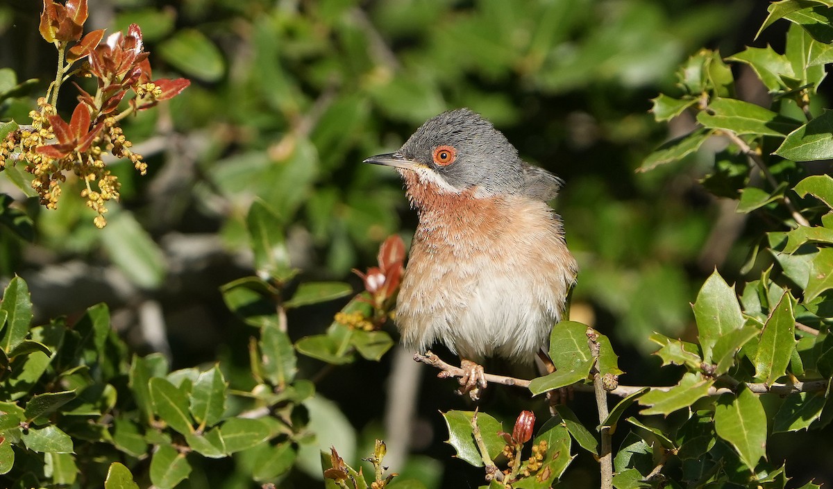 Eastern Subalpine Warbler - Guillermo Rodríguez