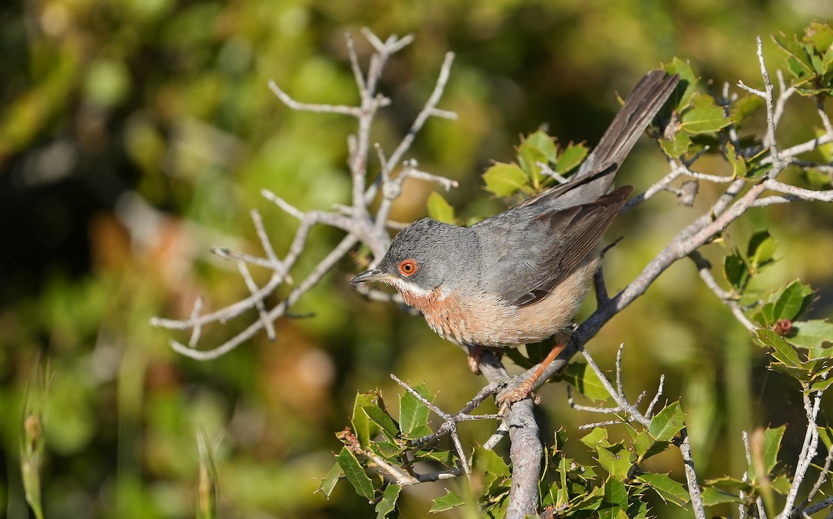 Eastern Subalpine Warbler - Guillermo Rodríguez