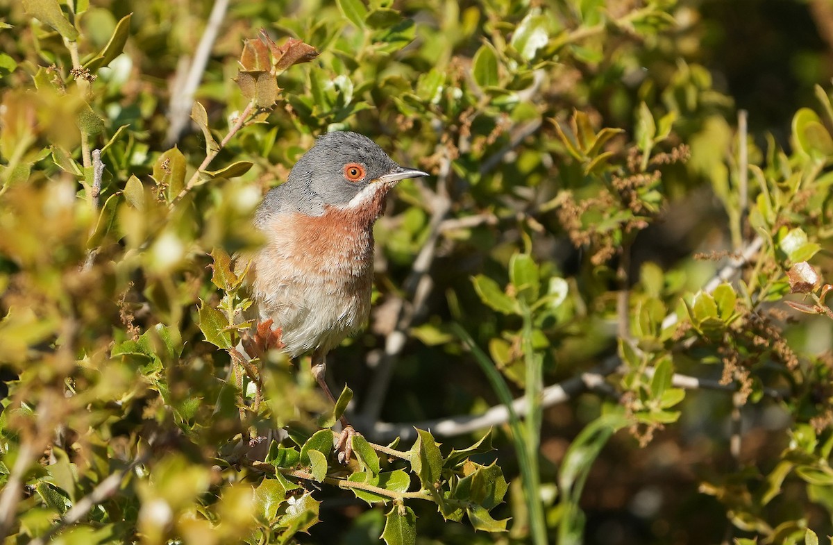 Eastern Subalpine Warbler - Guillermo Rodríguez