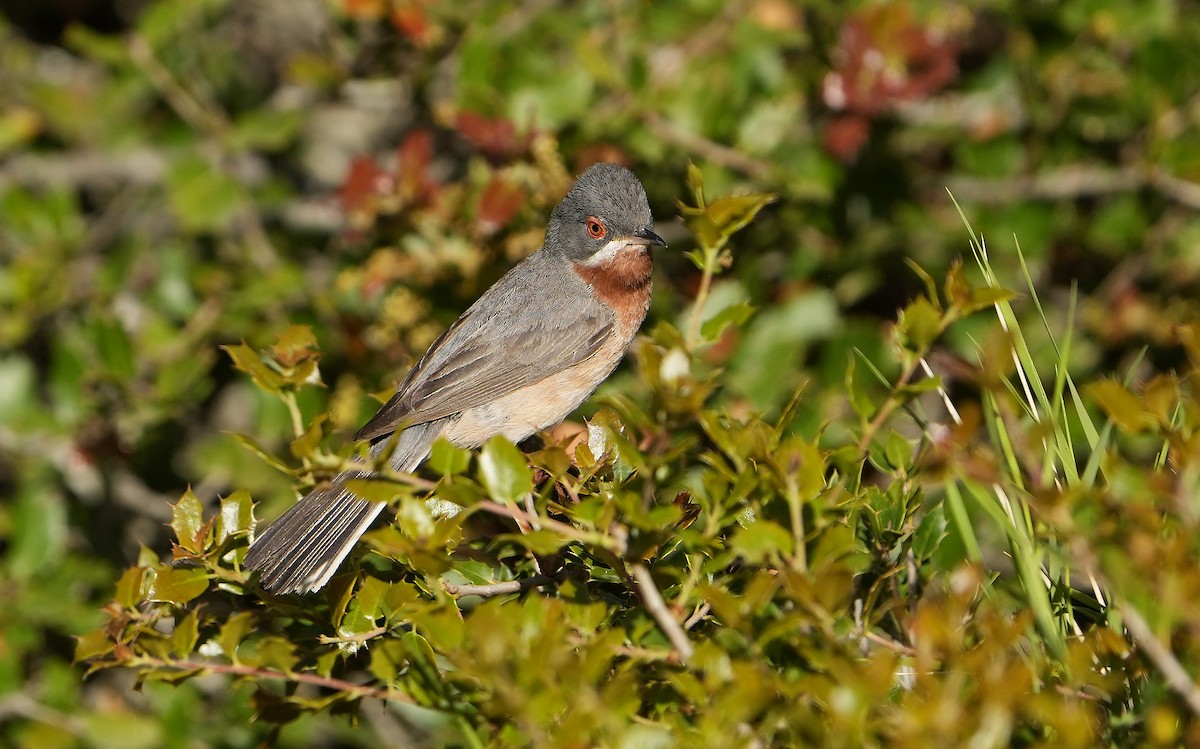 Eastern Subalpine Warbler - Guillermo Rodríguez