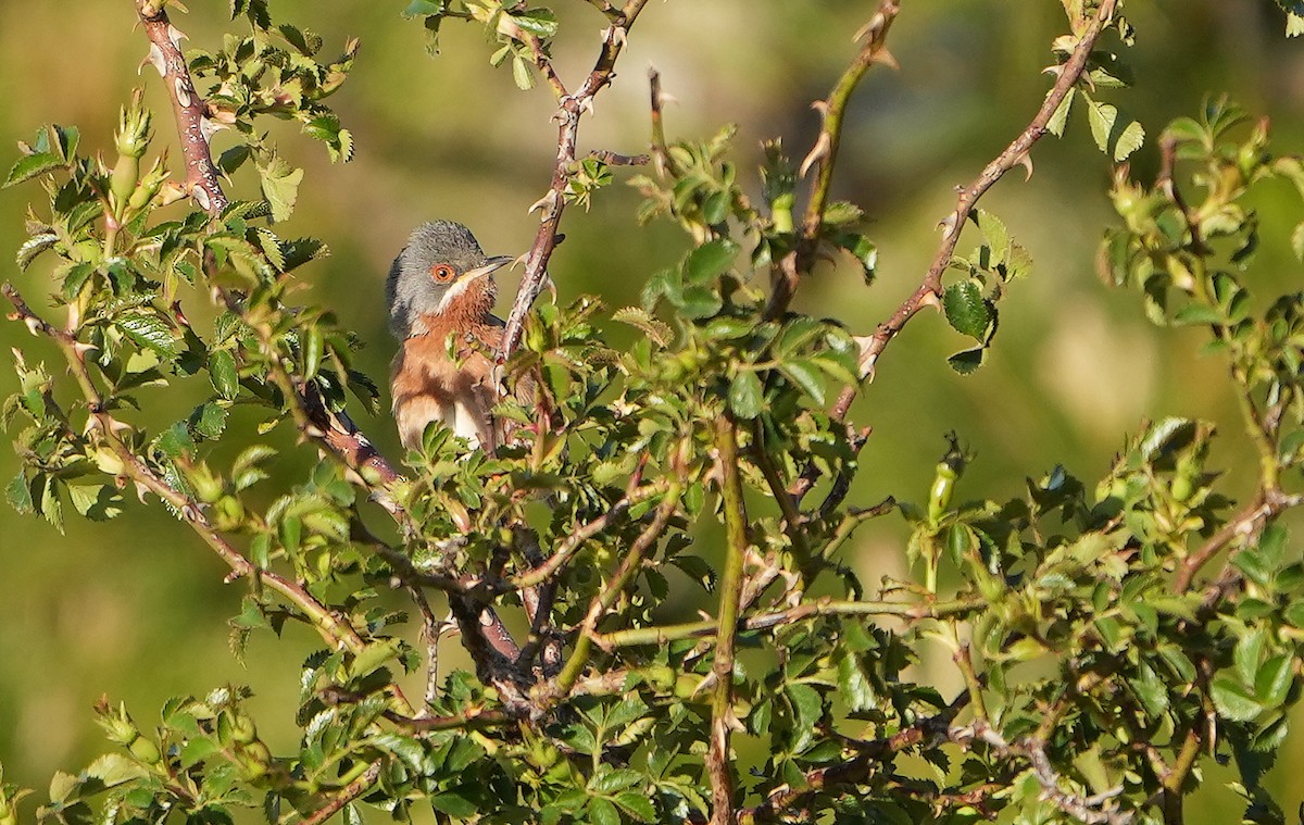 Eastern Subalpine Warbler - Guillermo Rodríguez