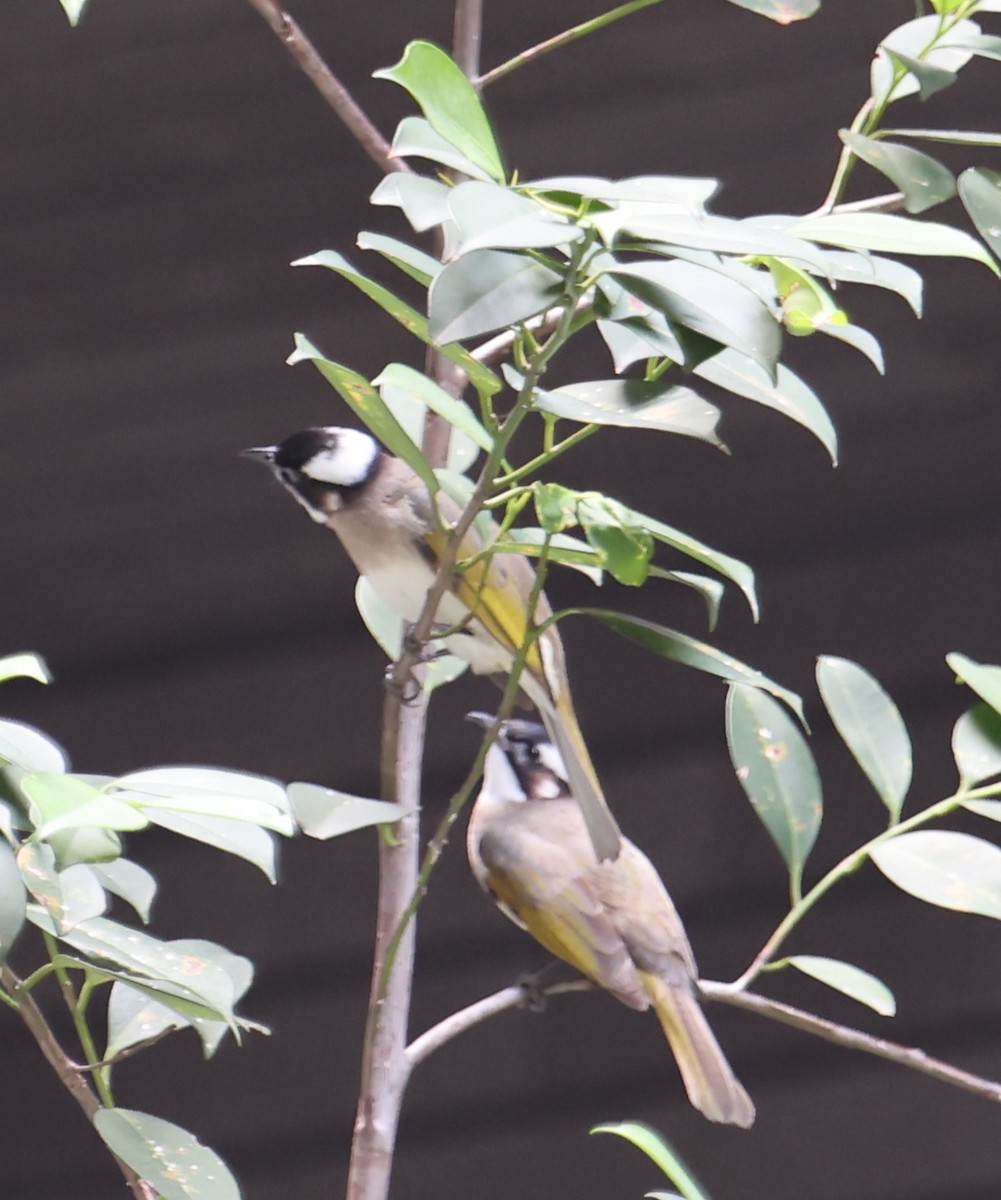 Light-vented Bulbul - Chengheng Hu