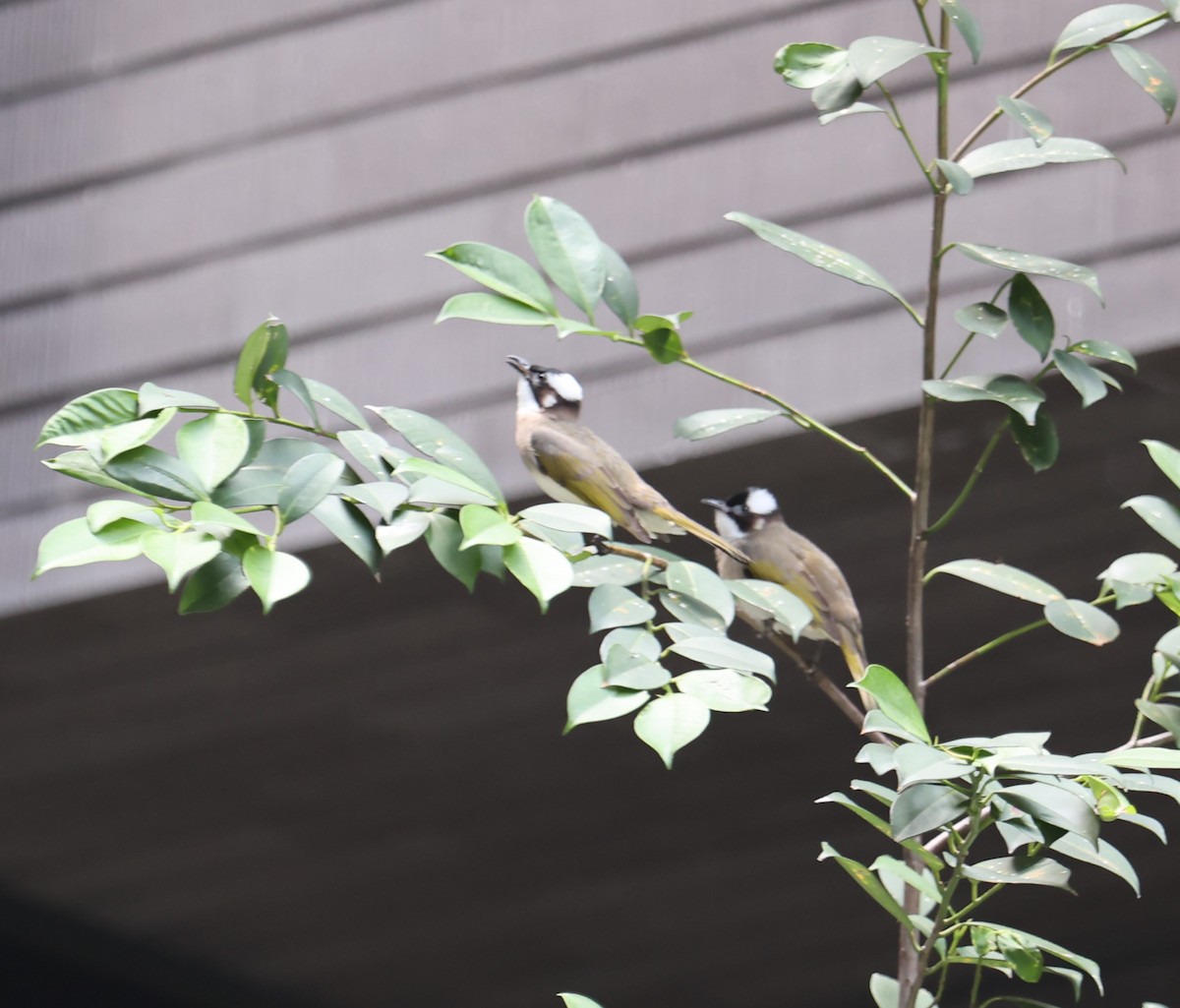 Light-vented Bulbul - Chengheng Hu