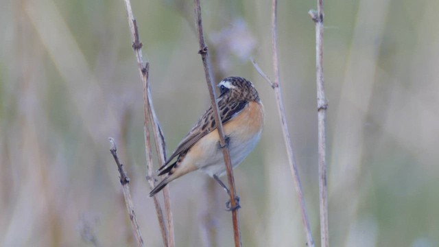 Braunkehlchen - ML619281783