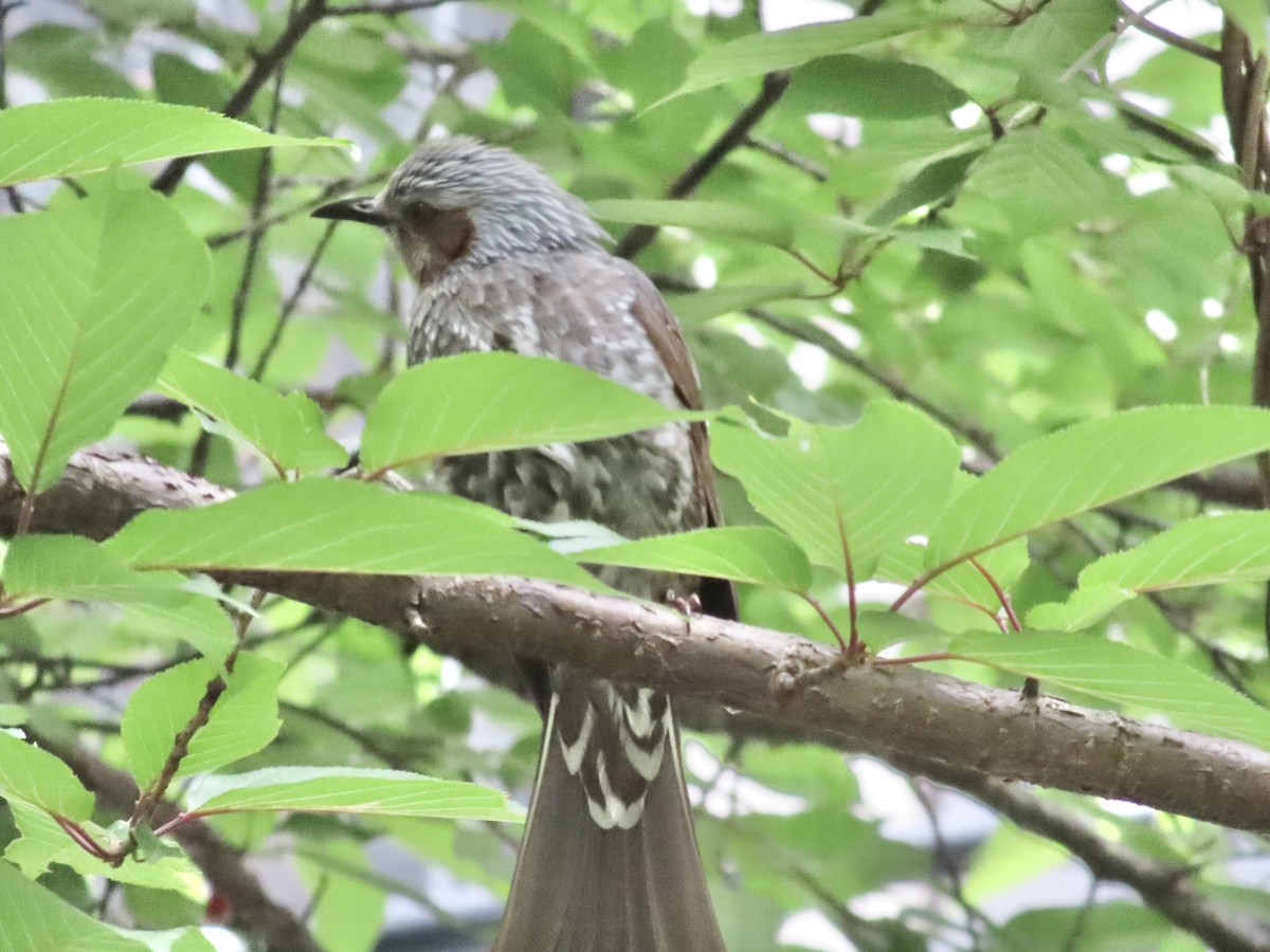 Brown-eared Bulbul - Megumi Yoshio