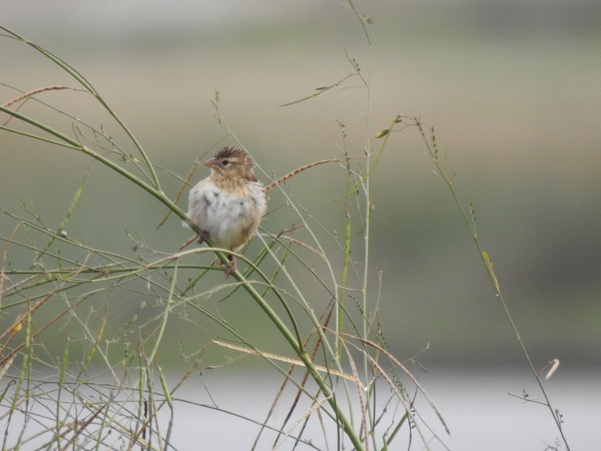 Yellow-crowned Bishop - ML619281791