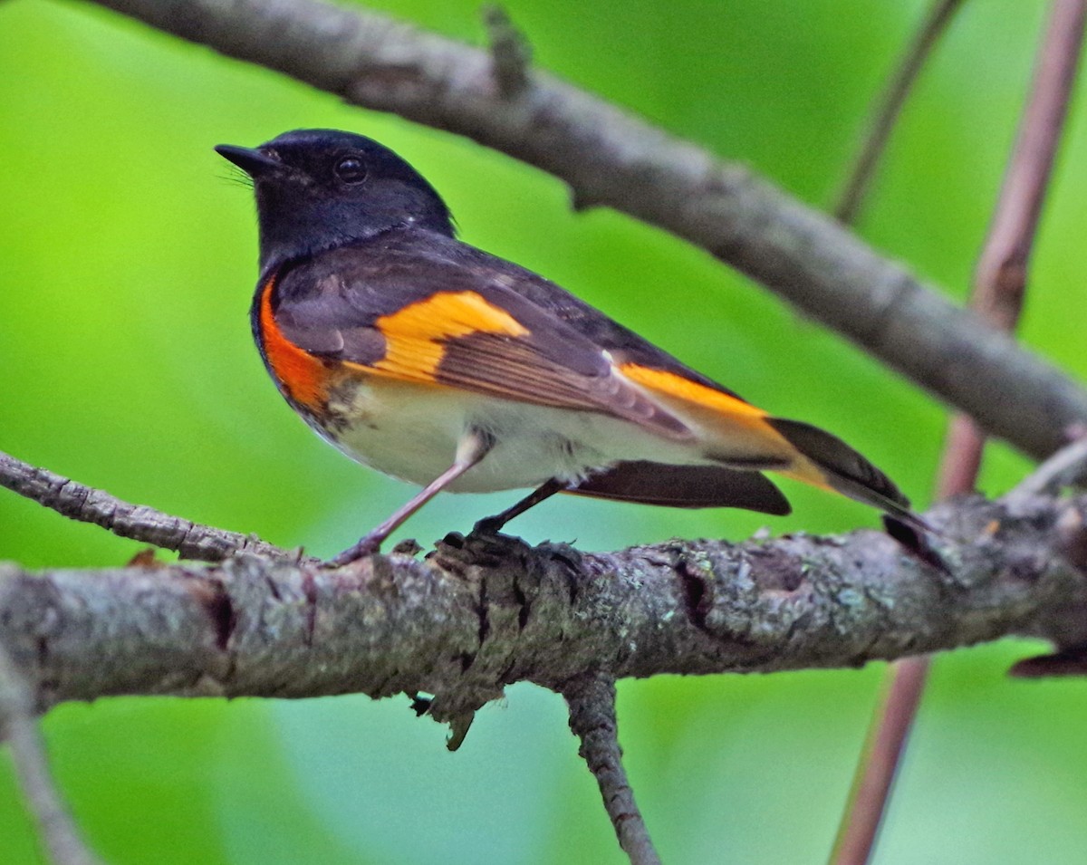 American Redstart - Bill Winkler