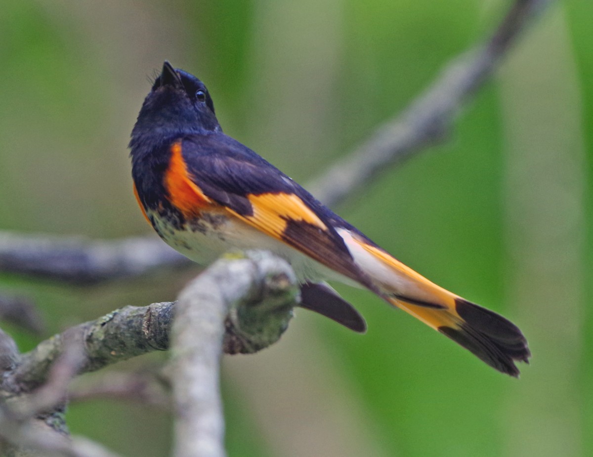 American Redstart - Bill Winkler