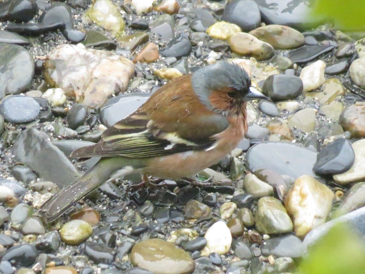 Common Chaffinch - Eric Cormier