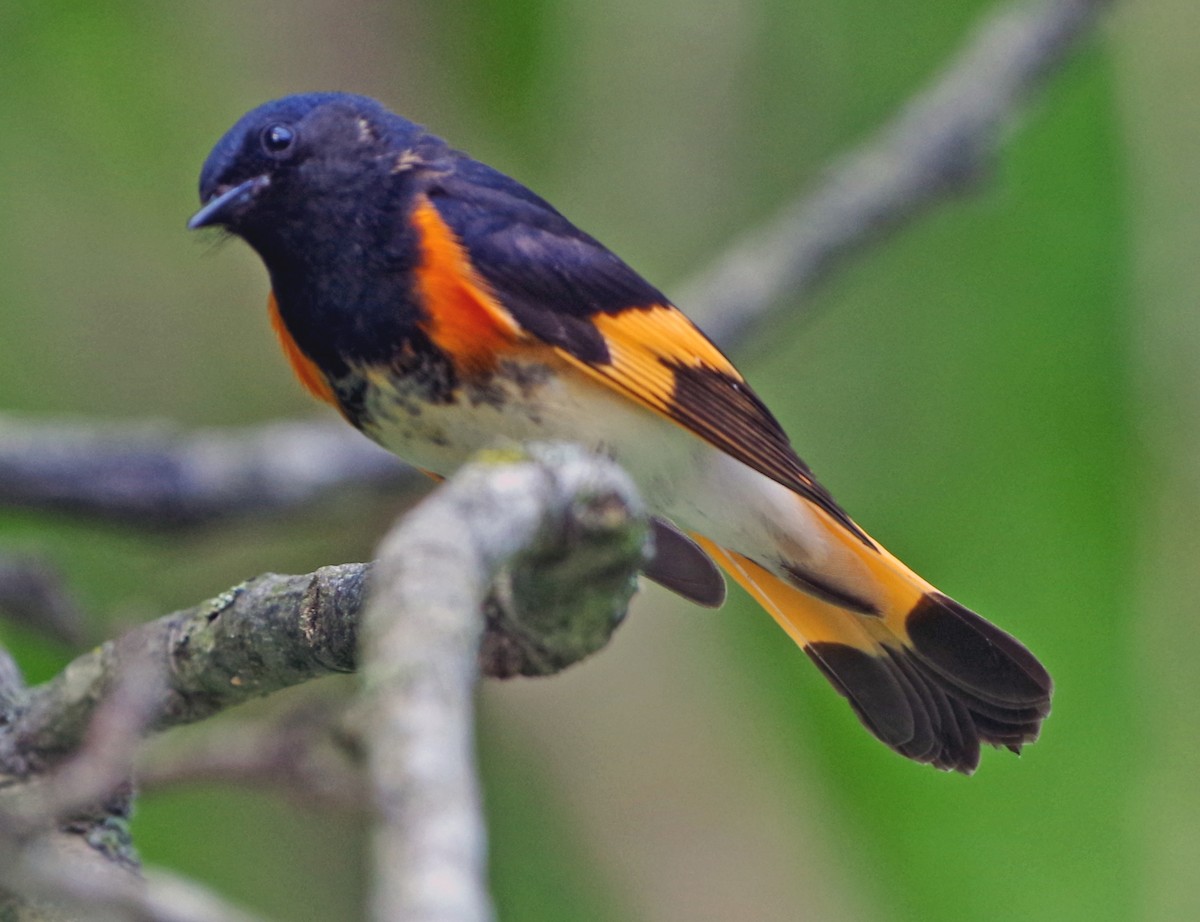 American Redstart - Bill Winkler