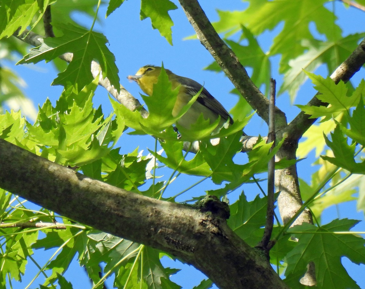 Yellow-throated Vireo - Nicole H