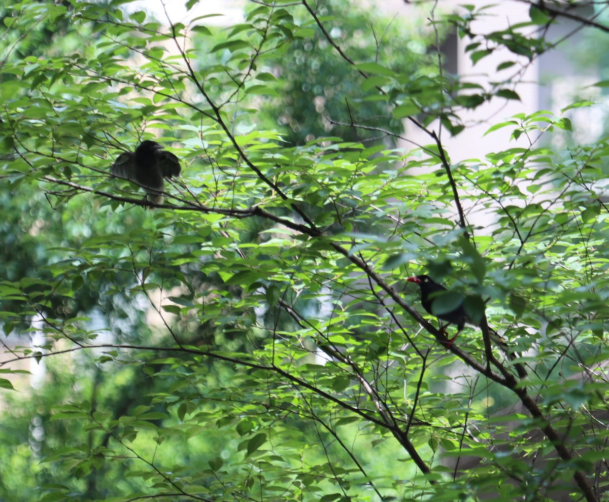 Taiwan Blue-Magpie - Chengheng Hu