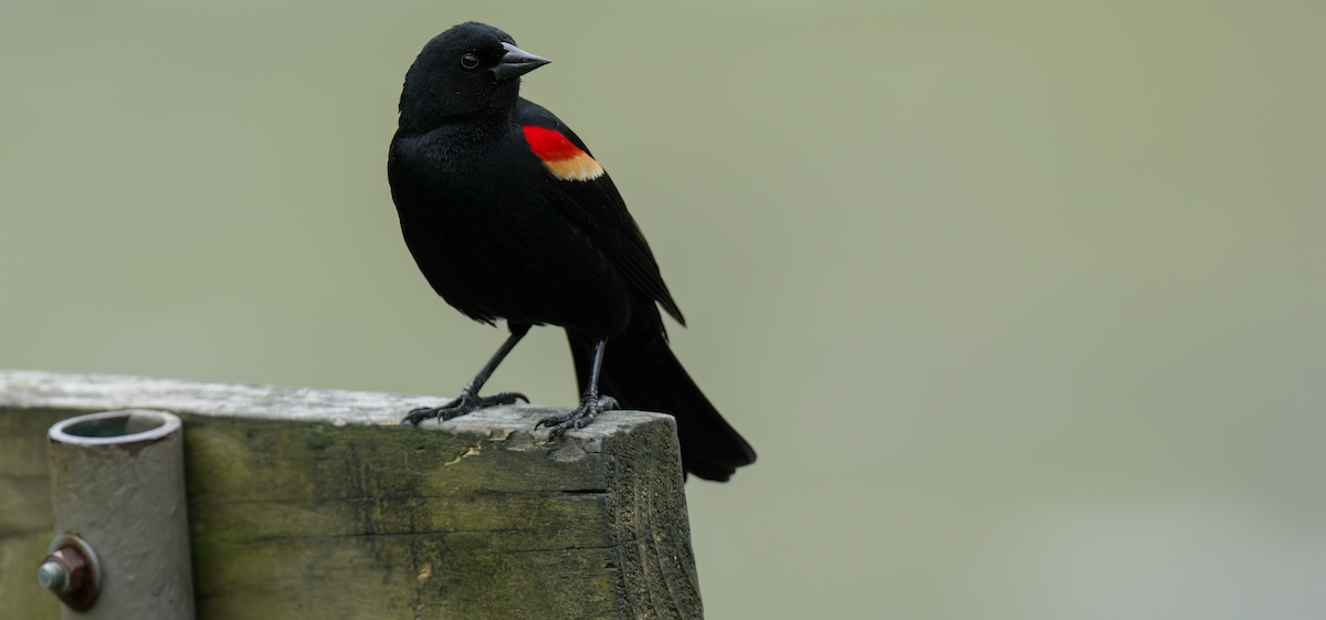 Red-winged Blackbird - Zachary Vaughan