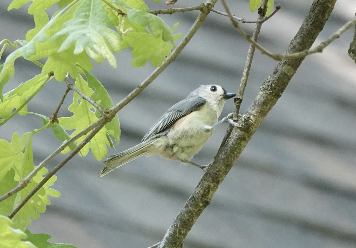 Tufted Titmouse - ML619281860