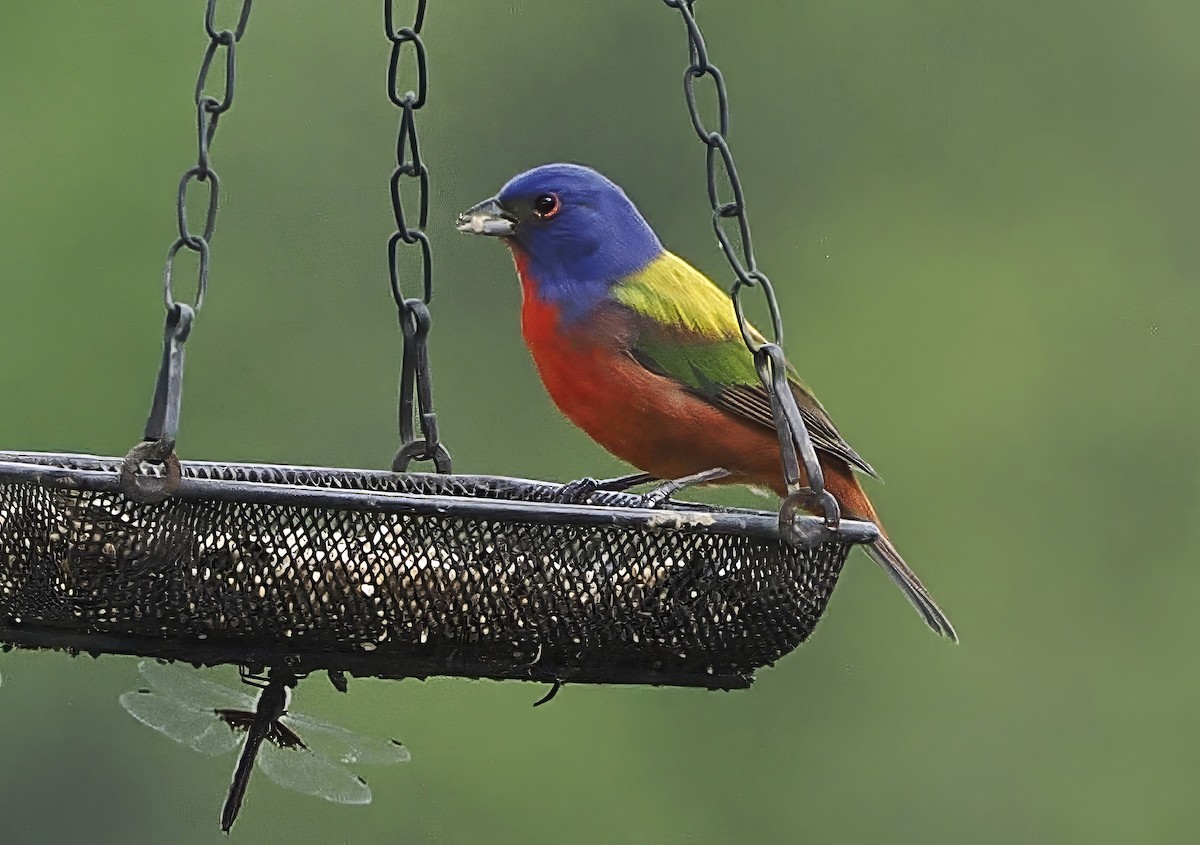 Painted Bunting - Jeffery Sole