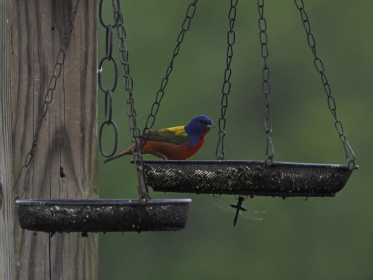 Painted Bunting - Jeffery Sole