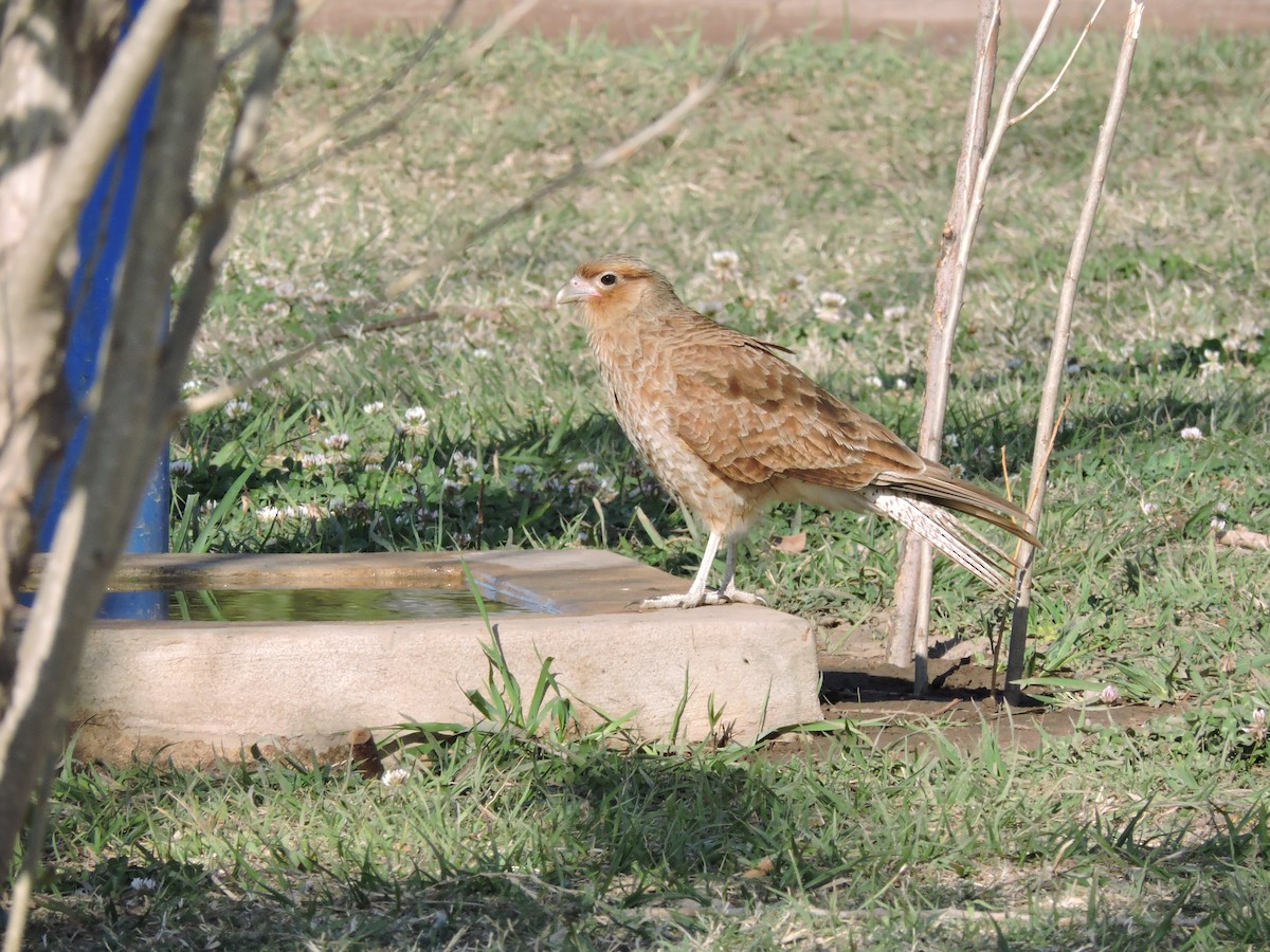 Chimango Caracara - Más Aves
