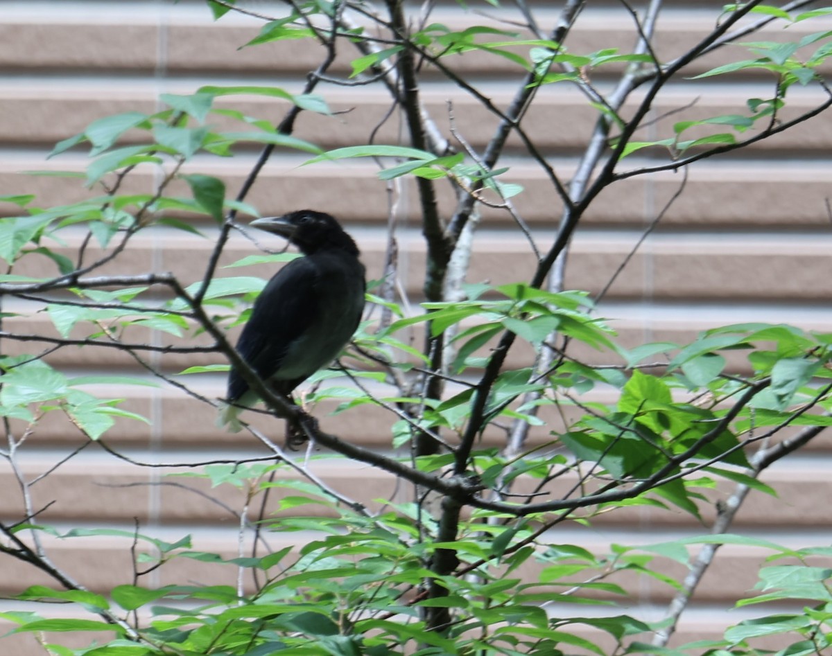 Taiwan Blue-Magpie - Chengheng Hu