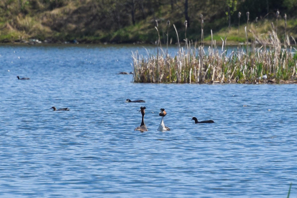 Great Crested Grebe - Valentina Mezhetskaia