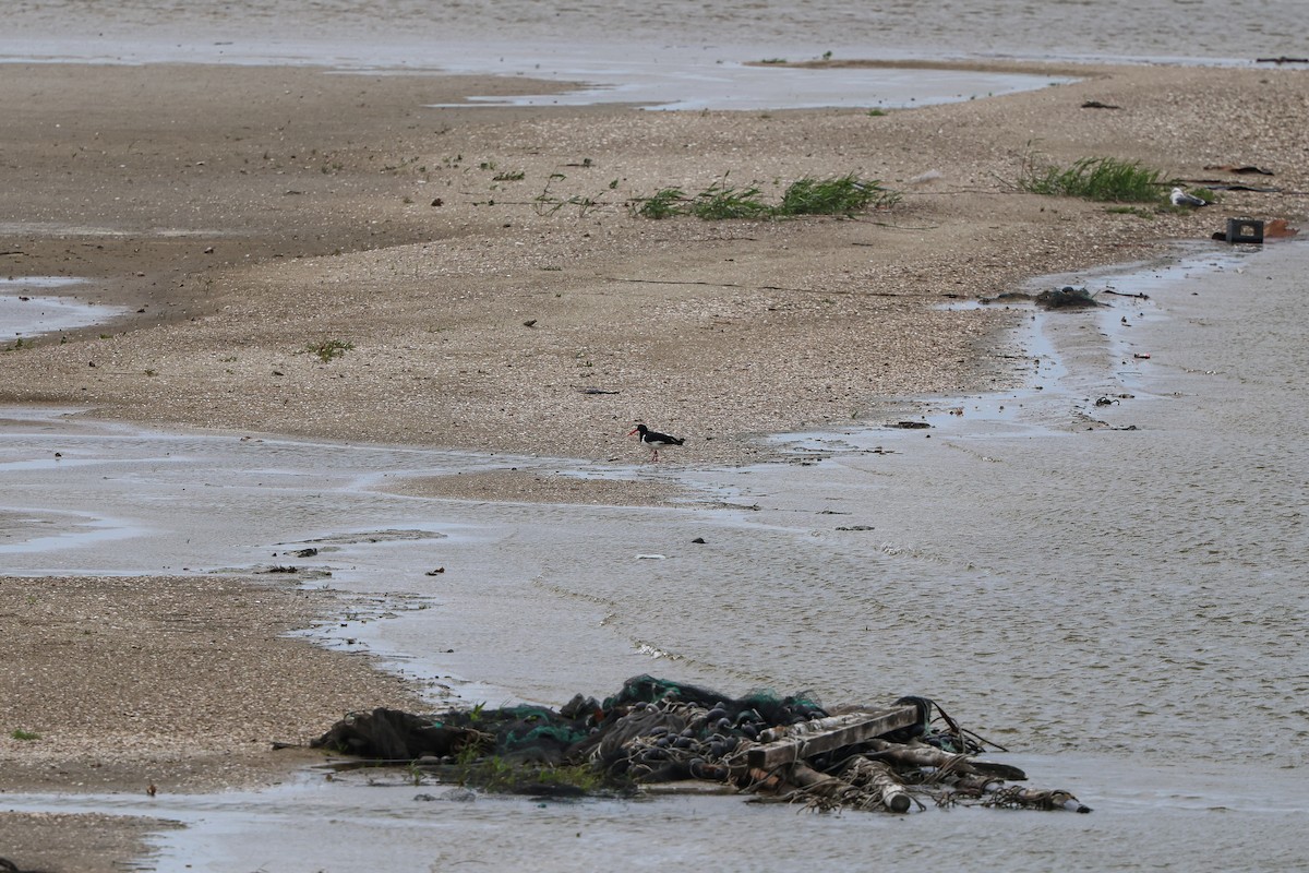 Eurasian Oystercatcher - ML619281897