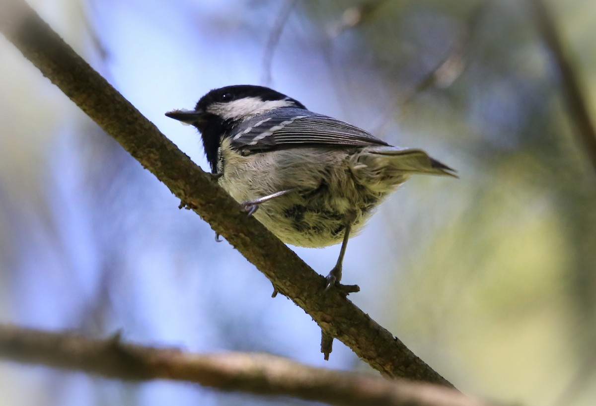 Coal Tit - Anna Shipilova