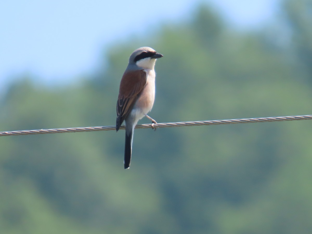 Red-backed Shrike - Lyubomir Profirov