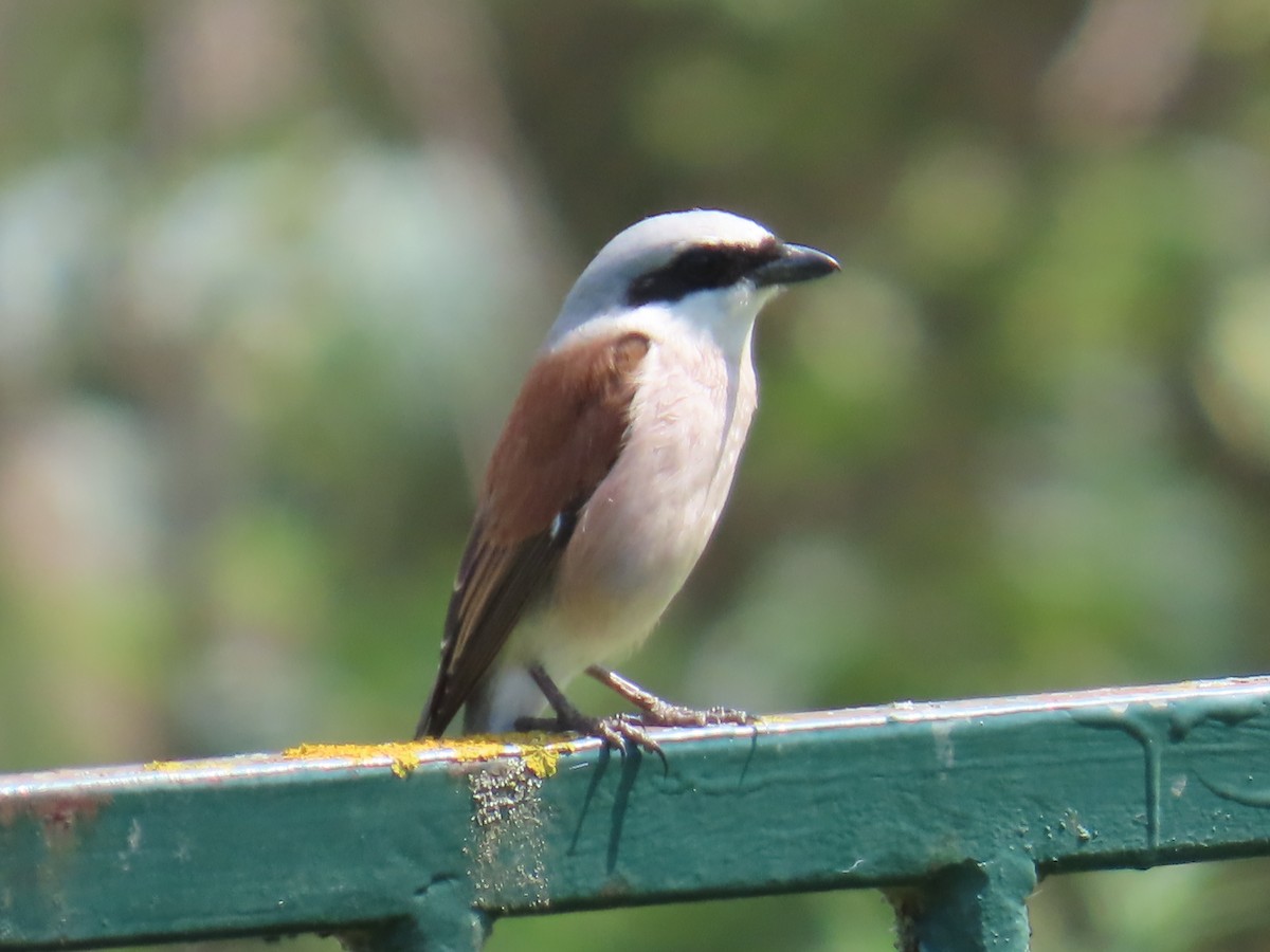 Red-backed Shrike - Lyubomir Profirov