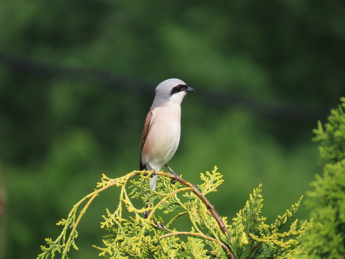 Red-backed Shrike - Lyubomir Profirov